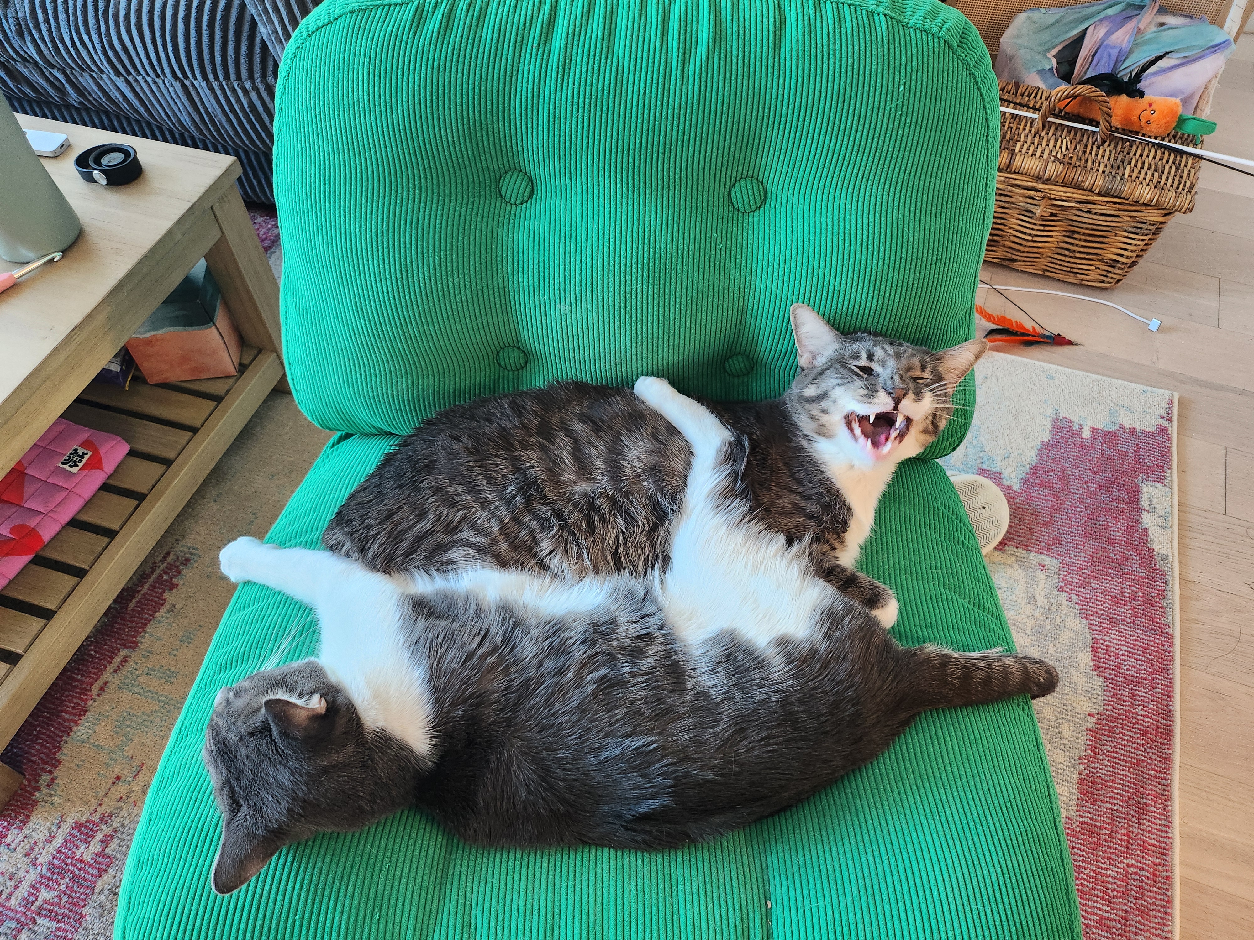 Picture of my kitties: sardine and marlin!